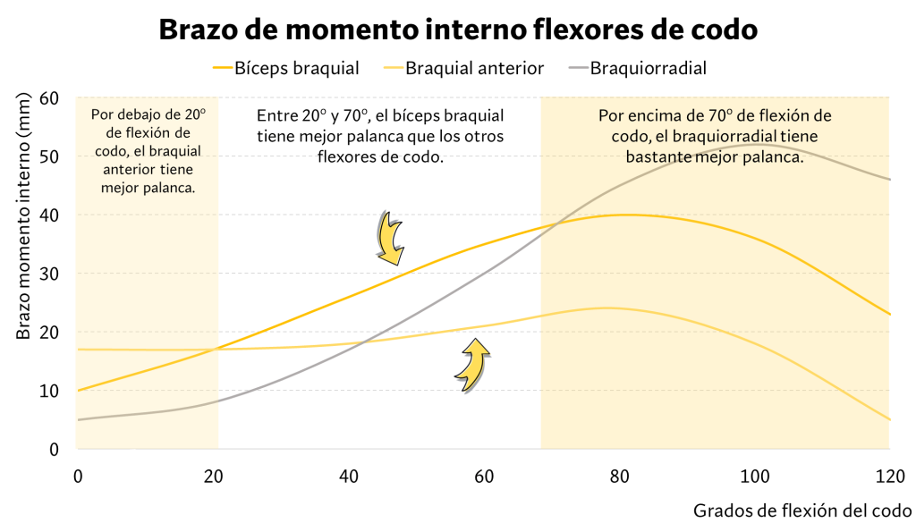 Brazos de momento interno flexores codo