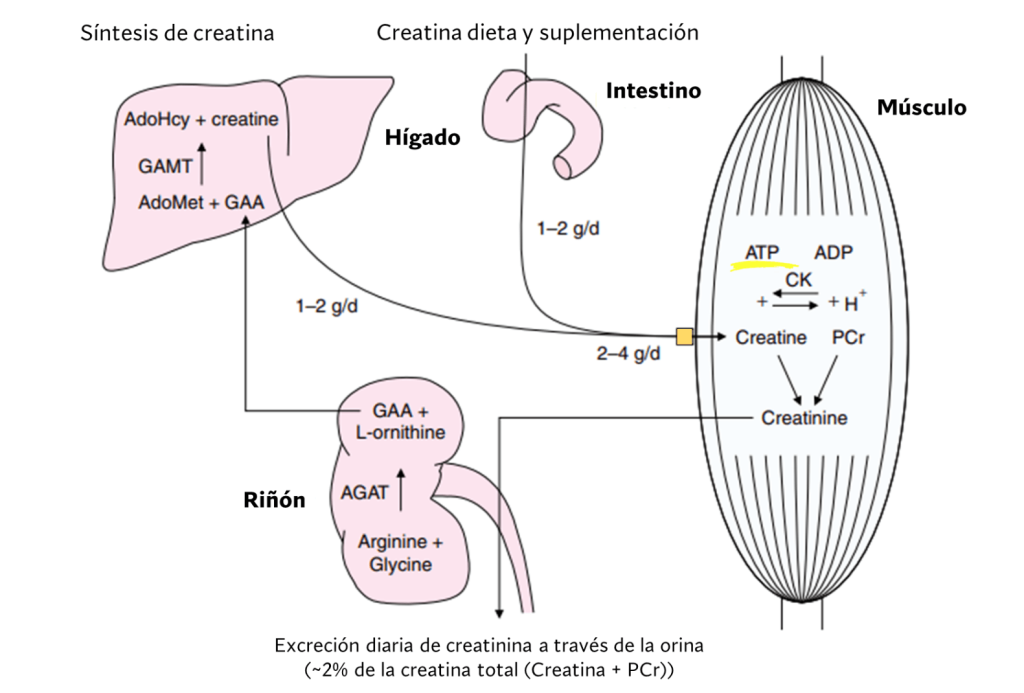 Síntesis, transporte y utilización muscular creatina