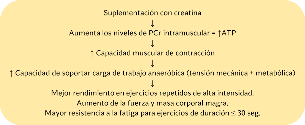 Efectos por suplementación creatina
