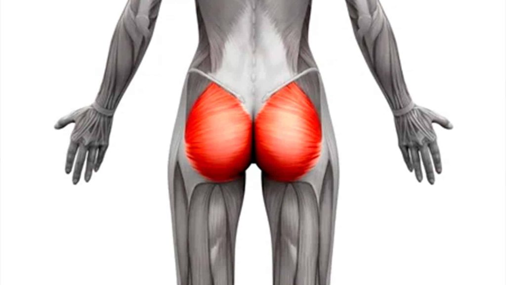 musculo gluteo