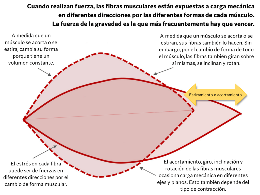 La tensión mecánica en hipertrofia muscular 