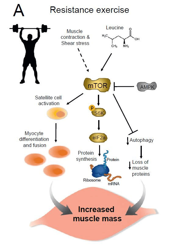 Aumento de la masa muscular