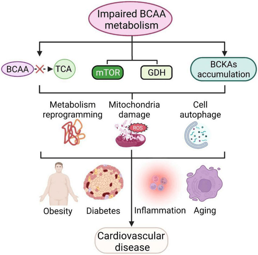 BCAAs y enfermedades cardiovasculares