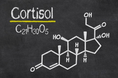 Cortisol y masa muscular