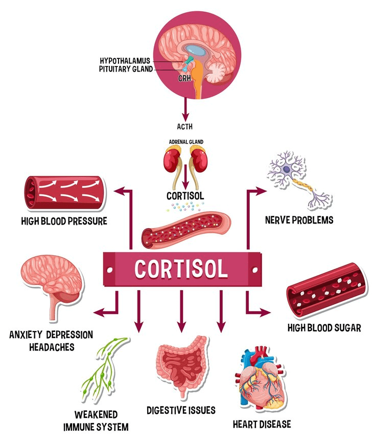 Cortisol y masa muscular, lo que debes saber. 3 Cortisol rol fisiológico y mecanismos