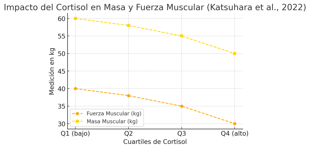 Cortisol y masa muscular, lo que debes saber. 9 Cortisol en masa y fuerza muscular
