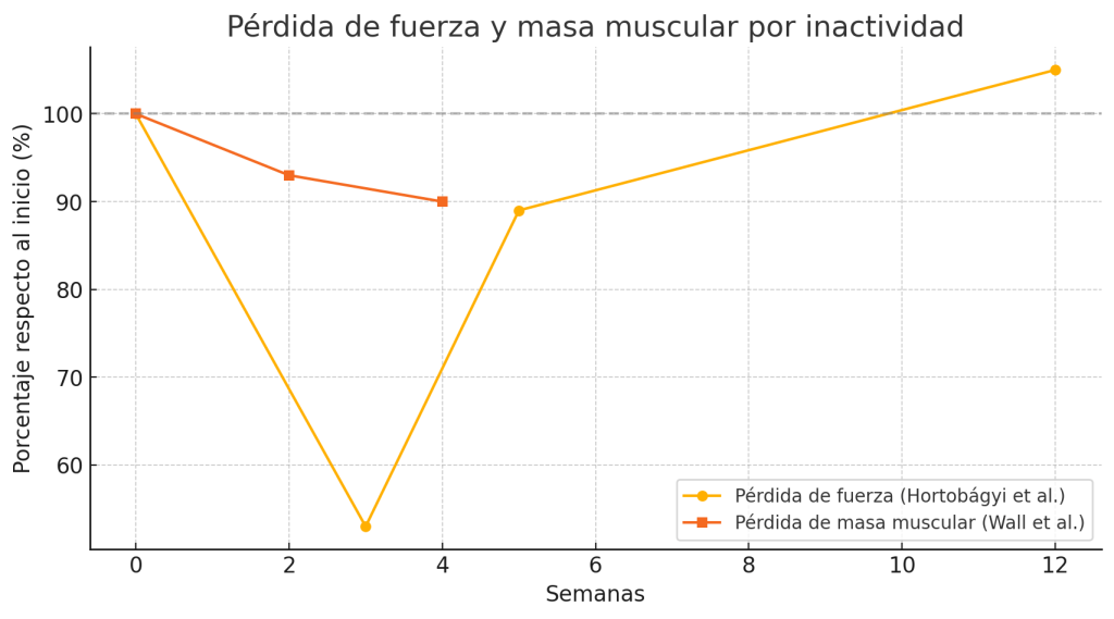 ¿Cuánto músculo se puede perder en un mes sin entrenar? 3 Cambios en tamaño y fuerza muscular