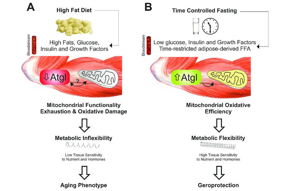 Dieta en la flexibilidad metabólica