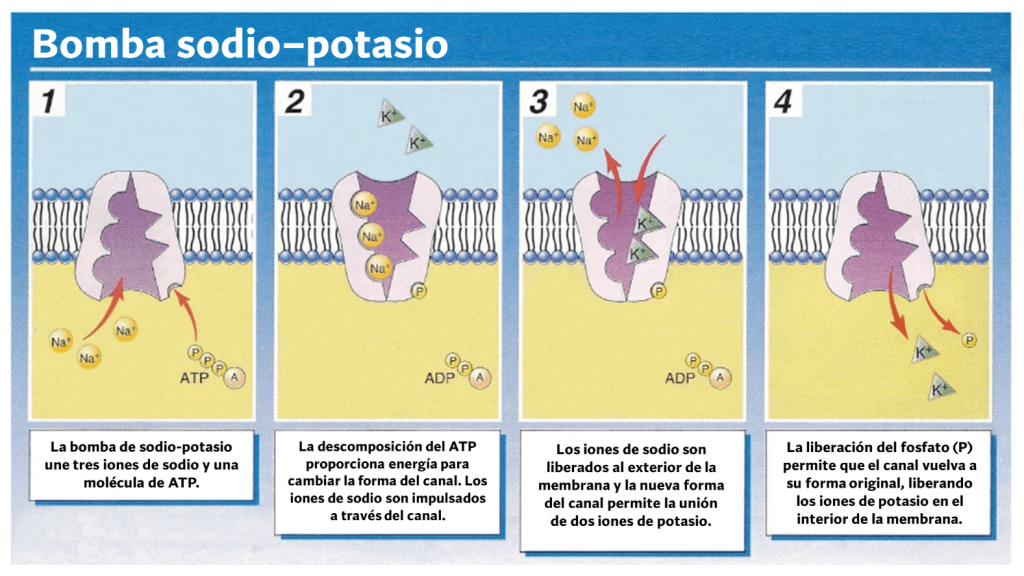 Bomba sodio potasio