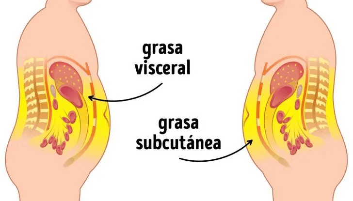 Grasa subcutánea y visceral