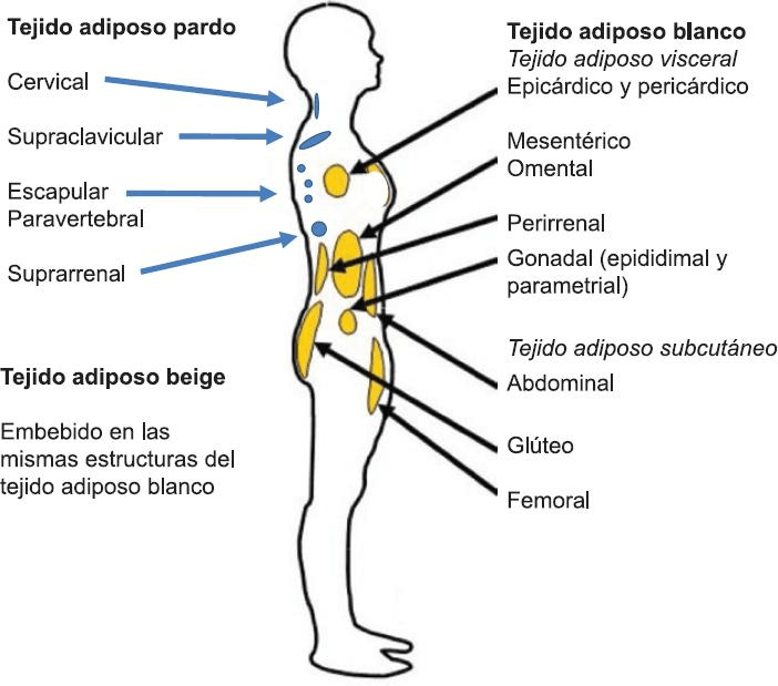 Tejido adiposo marrón