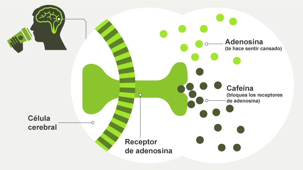 Cafeína en el rendimiento deportivo