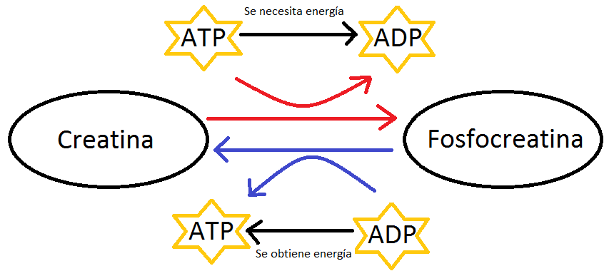 Mecanismo de acción de la creatina