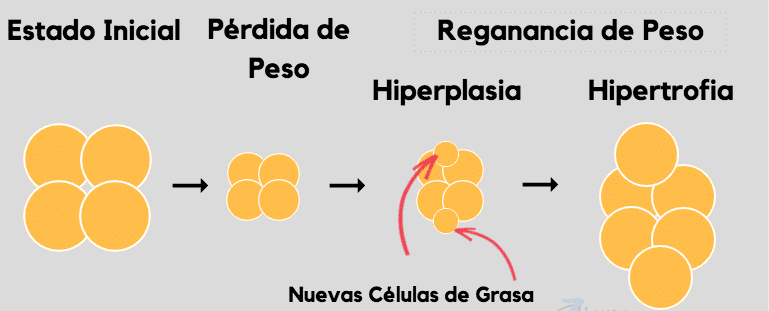 Proceso adaptación metabólica
