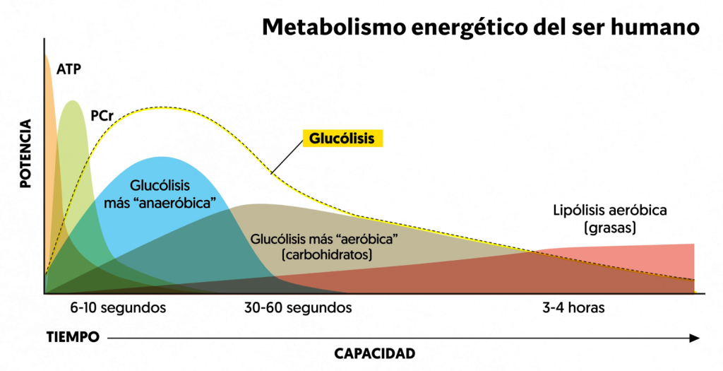 Energía en el metabolismo del ser humano