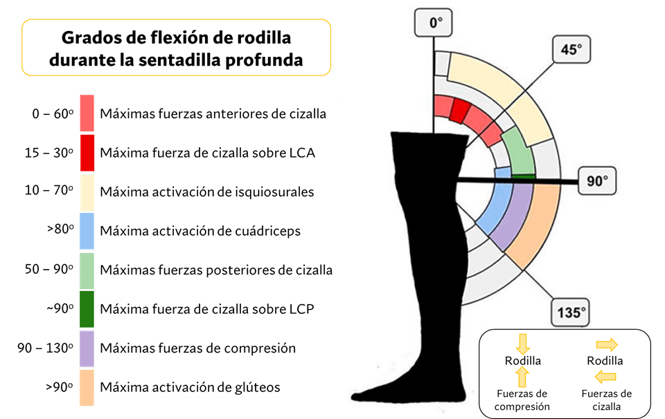Profundidad sentadilla y grado  actividad muscular