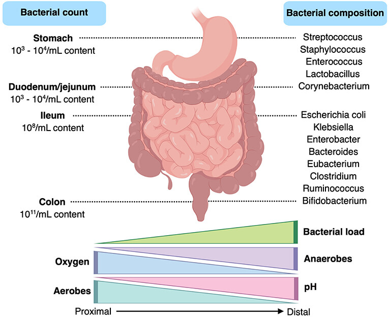 Distribución bacteriana tracto digestivo