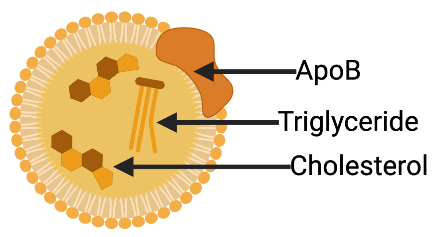 ApoB proteína principal de lipoproteínas