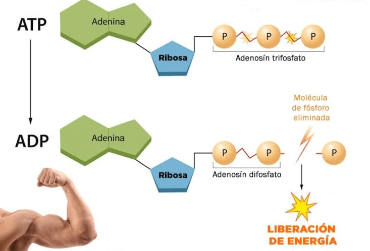 Mecanismo de acción de la creatina