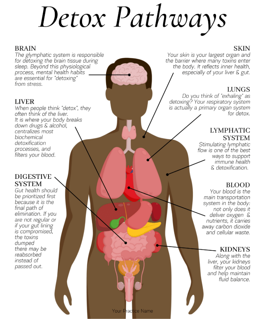 Órganos implicados en la detoxificación 