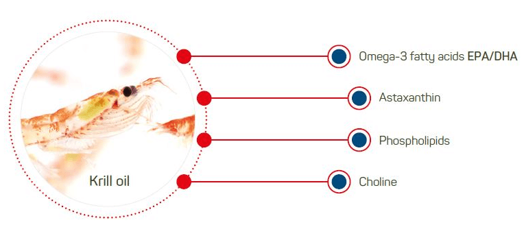 Aceite de Krill vs Omega-3, diferencias y cuál escoger 3 Composición del aceite de krill