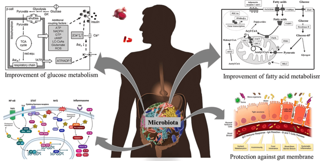 Los beneficios de la remolacha para la salud (según la ciencia) 5 Efectos remolacha sobre microbiota intestinal