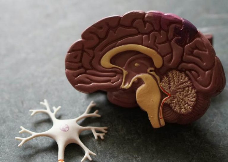 Calorías consume el cerebro