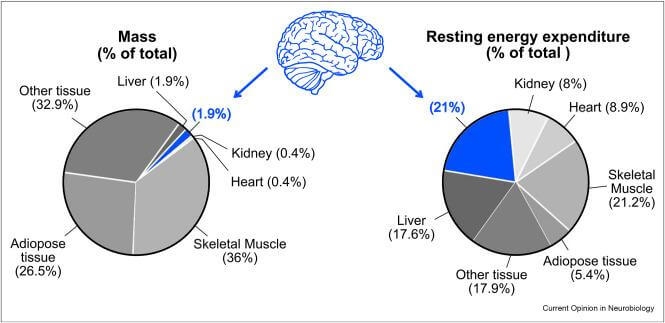 ¿Cuántas calorías consume el cerebro? 1 Peso relativo de los tejidos corporales