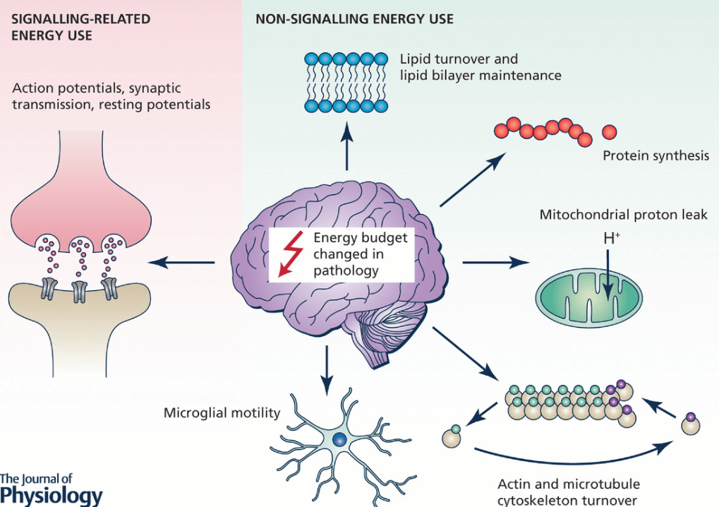 ¿Cuántas calorías consume el cerebro? 3 consume el cerebro 2