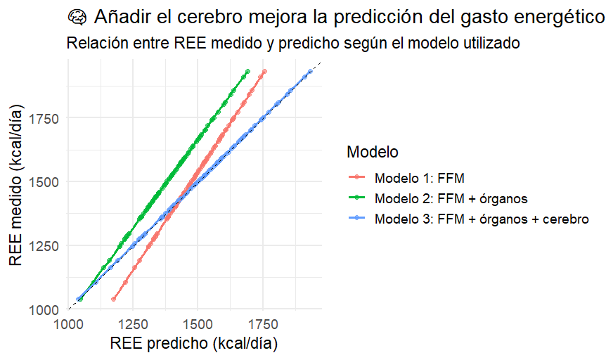 ¿Cuántas calorías consume el cerebro? 7 Mejora estimación del gasto energético