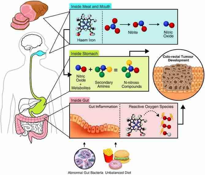 10 pros y contras de la dieta carnívora 4 Impacto en salud consumo de carnes