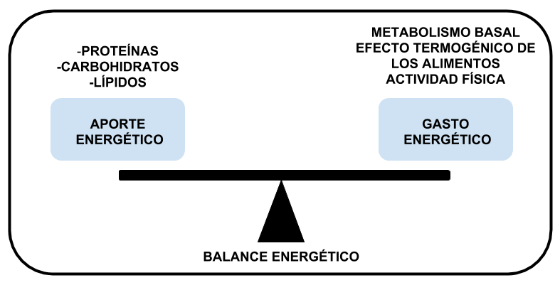 Dietista opina sobre la dieta disociada 3 Aporte y gasto energético