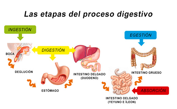Dietista opina sobre la dieta disociada 5 Etapas del proceso digestivo