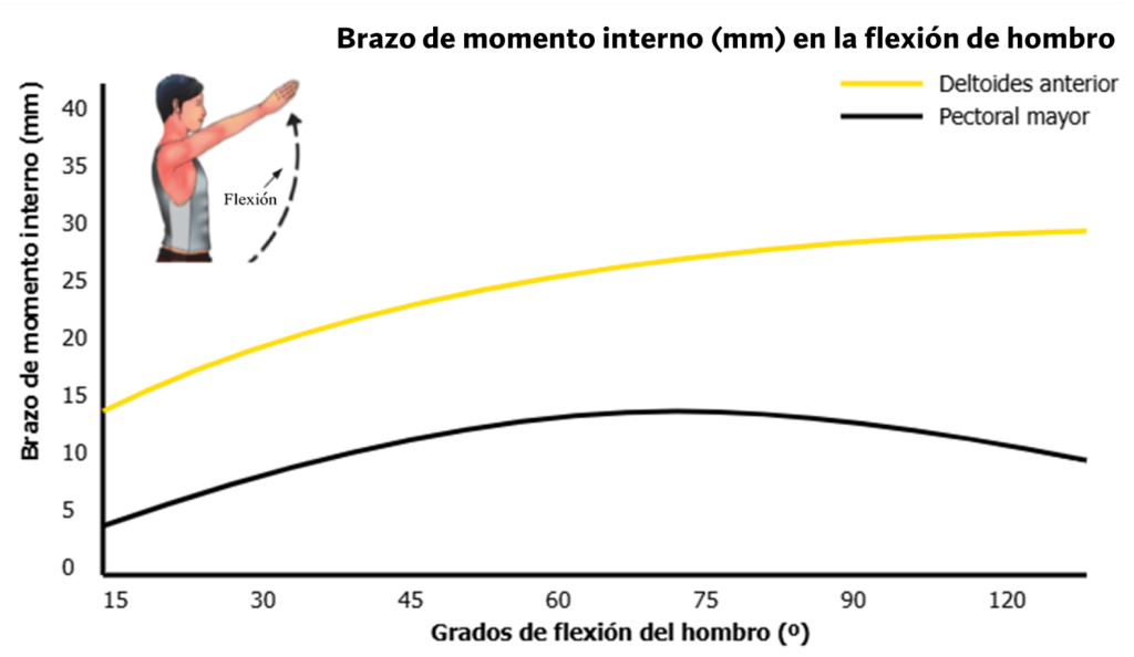 Los 3 mejores ejercicios para hombros redondos (según la ciencia) 9 Comportamiento biomecánico del deltoides