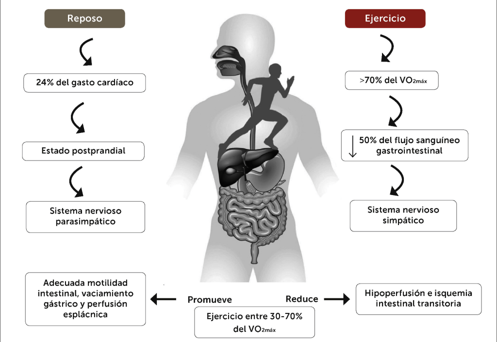 Respuestas neurovasculares sistema gastrointestinal 