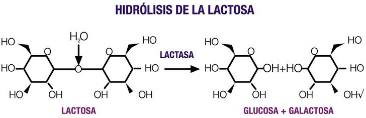Hidrólisis de la lactosa