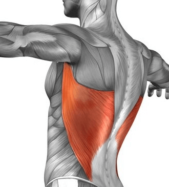 Orientación de las fibras del dorsal