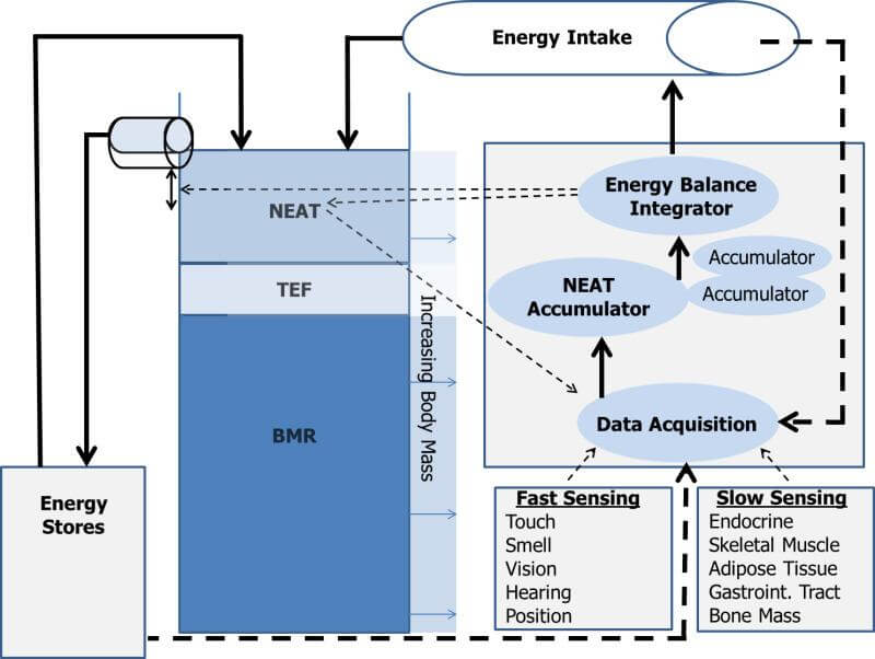 Modelo de regulación balance energético