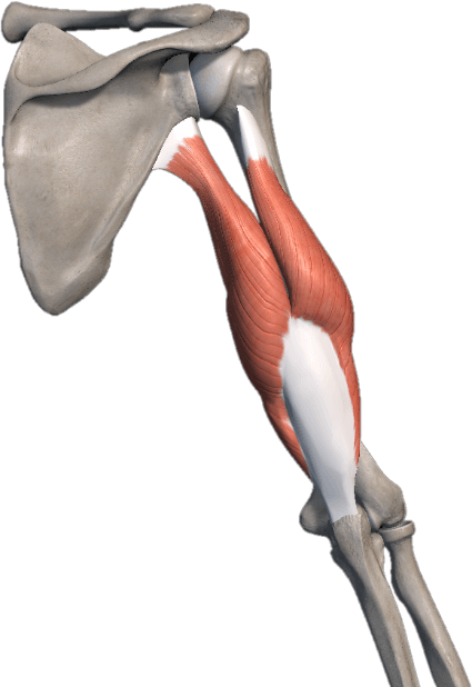 Musculo del tríceps