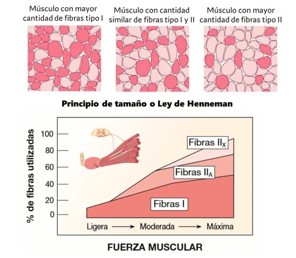¿Qué tan rápido pierdes músculo cuándo dejas de entrenar? 5 Ley de Henneman