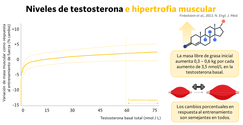 Niveles de Testosterona e hiperteofia muscular