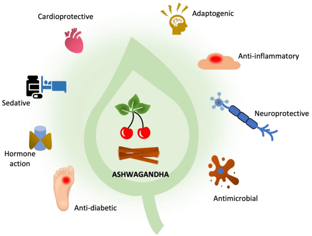 Ashwagandha vs Maca: diferencias y cómo tomar 3 Beneficio para la salud de la ashwagandha
