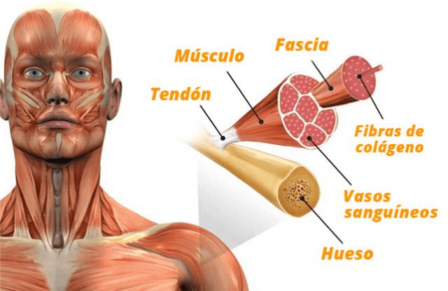 Efecto colágeno en el cuerpo 