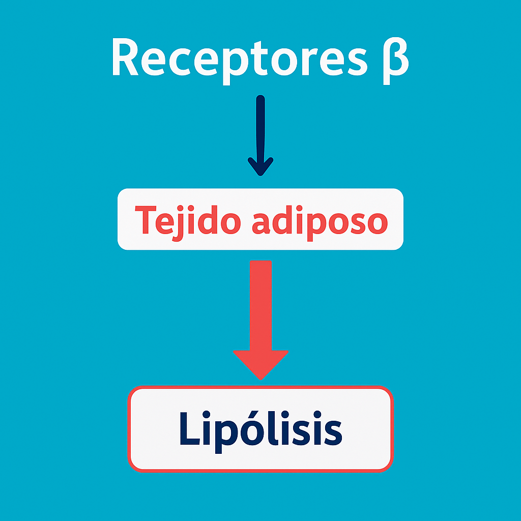 Actúa higenamina en el cuerpo