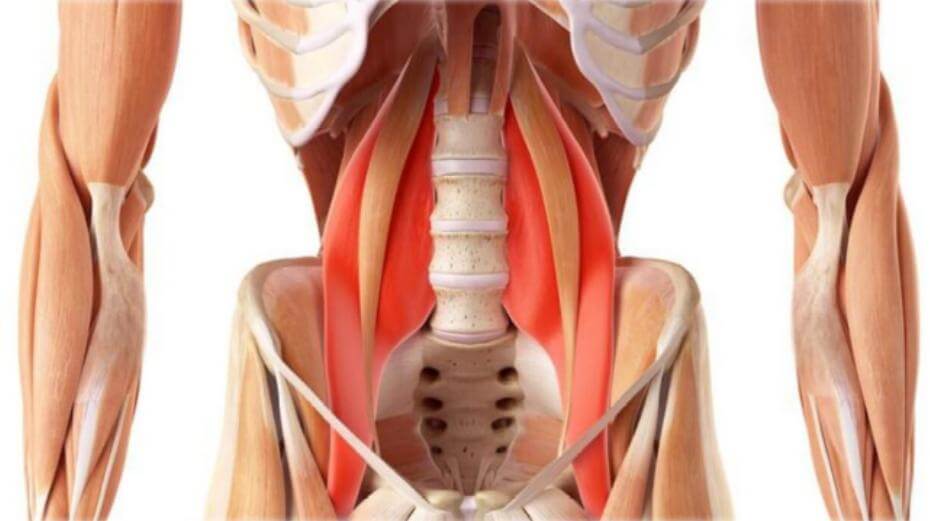 Anatomía y biomecánica del cuádriceps