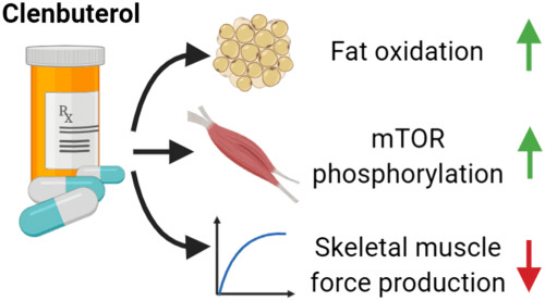 Efectos del clenbuterol: aumenta la oxidación de grasa y la fosforilación de mTOR y reduce la producción de fuerza muscular