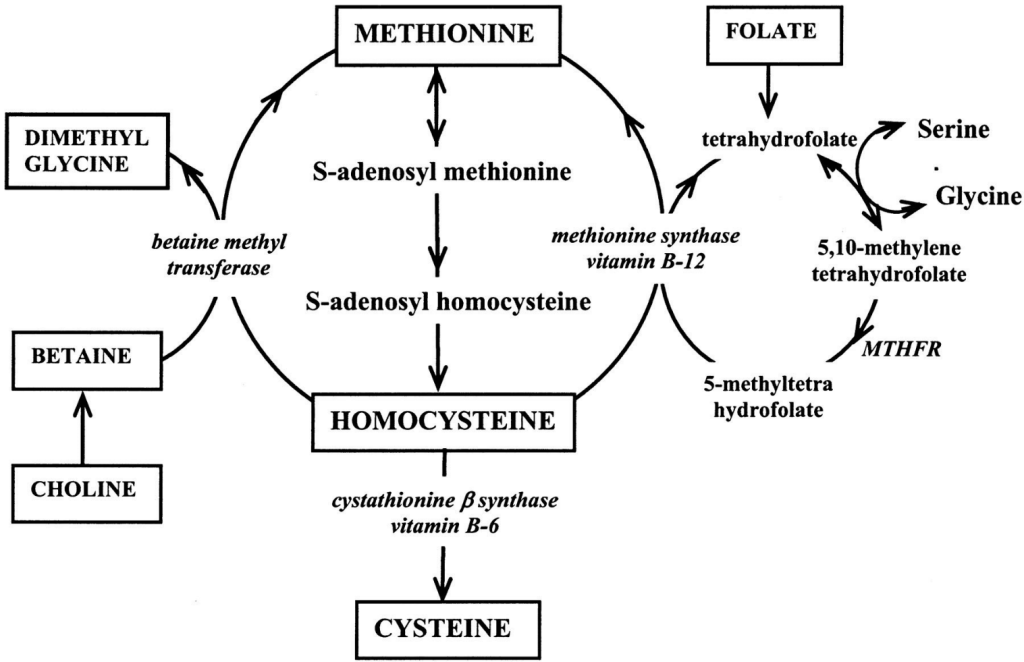 Representación metabolismo de homocisteína