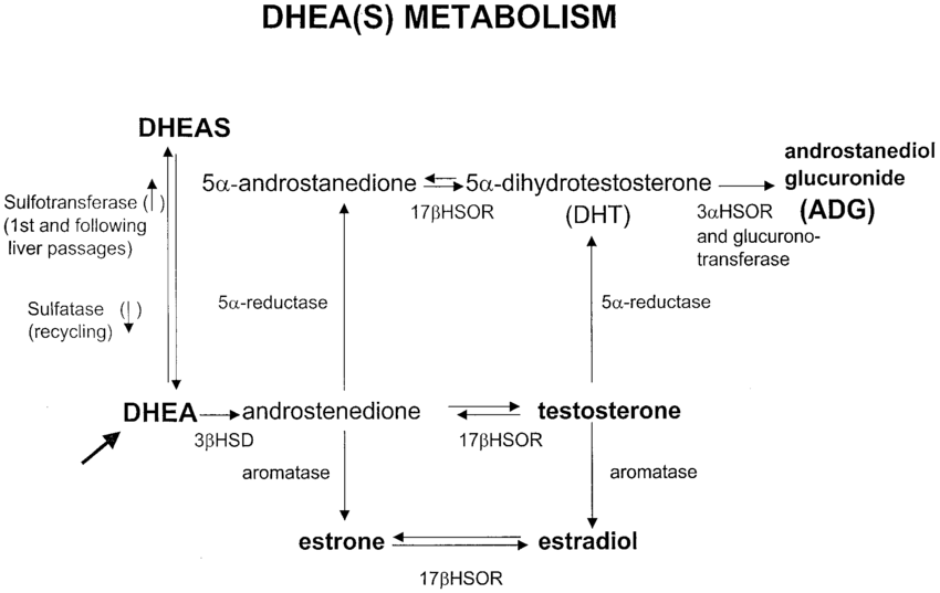 DHEA: qué es y por qué no sirve para ganar músculo 1 Suplemento Dhea Y Masa Muscular