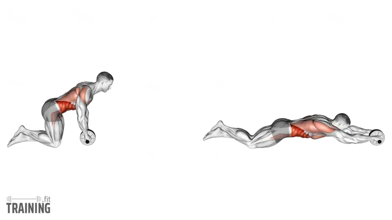 Rueda abdominal vs plancha, ¿cuál es mejor para abdominales? 11 ausrollen kurzhantel gewichte 800x448 1