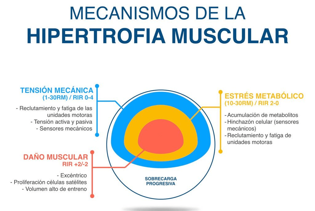 Mecanismo de la hipertrofia muscular